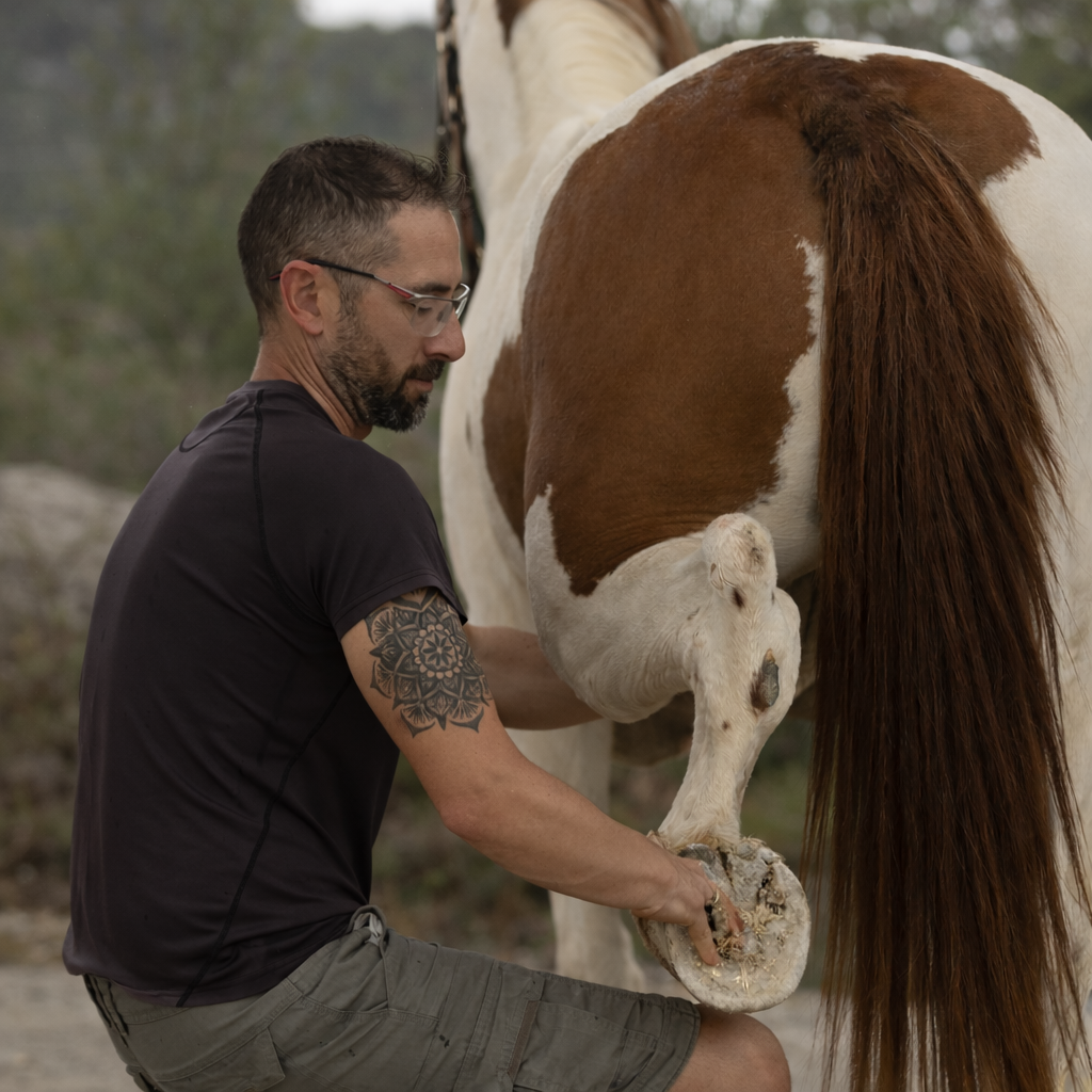 Equine osteopathy