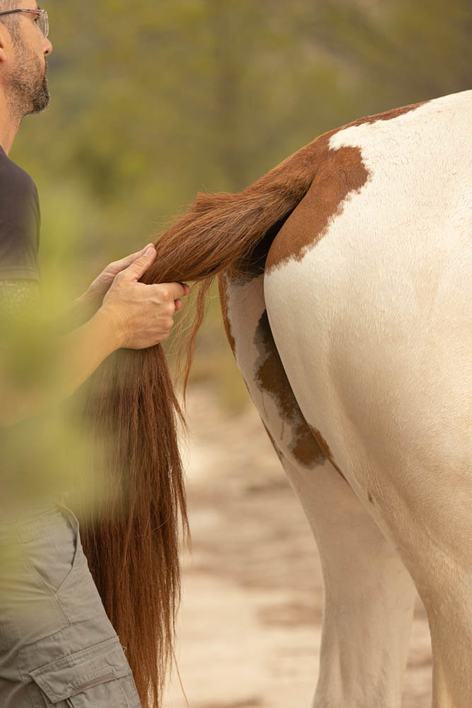 Osteopatía equina en Alicante