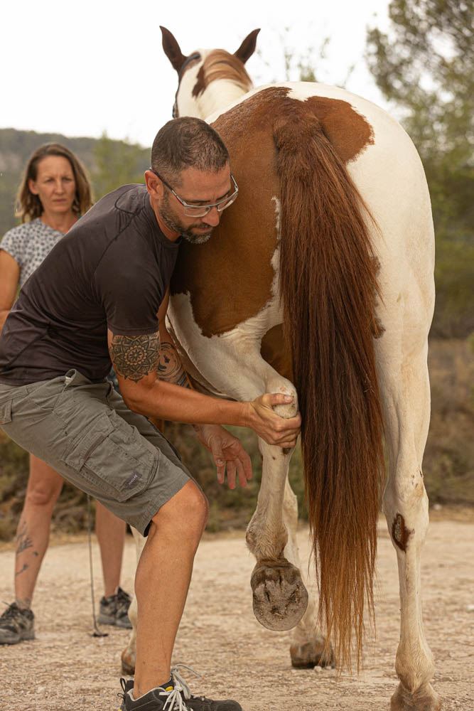 Assessment of the horse and rider partnership in Alicante